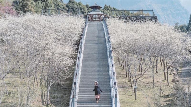 IG紅什麼／絕美！雪白櫻花橋爆紅