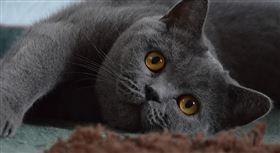  英國短毛貓 貓咪（圖／翻攝自pixabay）