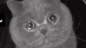 貓咪 寵物 監視器 哭（圖／翻攝自「四月半福」抖音帳號）