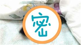  貓咪,雨傘節,蛇,床上,抱緊（圖／翻攝自PTT）