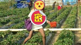 長髮女採草莓（圖／翻攝自爆廢1公社）