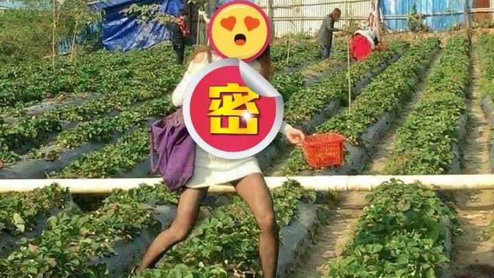 長髮女採草莓胸前垂到腰　網目睹驚呆