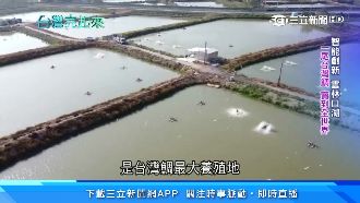 「台灣鯛」年產9百萬尾　外銷全世界