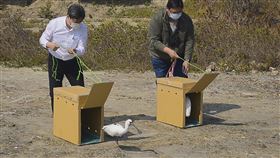2黑面琵鷺中毒獲救康復　布袋溼地野放日前在布袋溼地周邊發現的3隻黑面琵鷺，狀態虛弱，經診斷為肉毒桿菌毒素中毒，治療後1隻不幸死亡，2隻存活，在評估康復後，嘉義縣政府20日將2隻黑面琵鷺野放。中央社記者蔡智明攝　110年2月20日