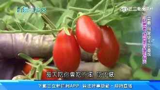 嘉義排隊玉女番茄　司機轉行用心栽種