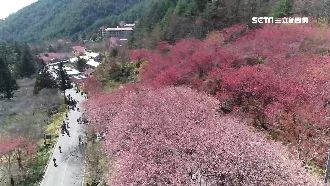 賞花戰線延伸宜蘭 「櫻花公路」吸睛