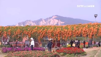 炮仗花美如瀑布　賞花客掌握拍照技巧
