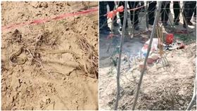 2公尺大蛇每天爬墳頭！上千路人看到驚呆　狂焚香祭拜（圖／翻攝自鳳凰網微博）