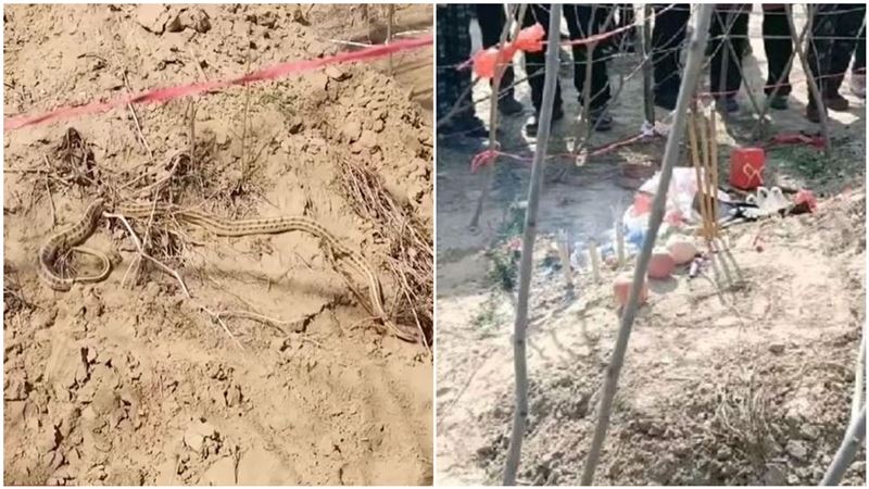 2公尺大蛇每天爬墳頭　路人看到狂拜