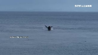 2大翅鯨現蹤蘭嶼　鄉民：飛魚會豐收