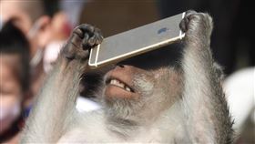 馬來猴,新竹市立動物園,猴王,手機,（圖／翻攝自臉書《爆料公社公開版》）