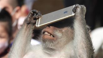 猴王撿到手機　模仿人類變「低頭族」