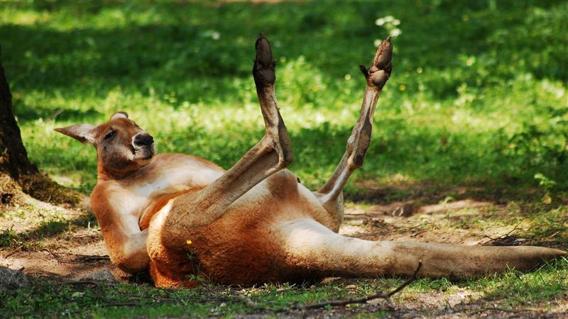 見動物園袋鼠　兒吐1句洩爸床上姿勢