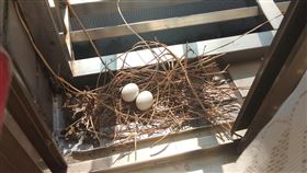 鳥屎,大掃除,鳥巢,築巢,下蛋,窗台,爆怨公社