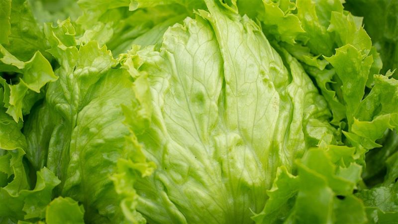 美生菜只能當沙拉？下鍋這樣炒超爽口