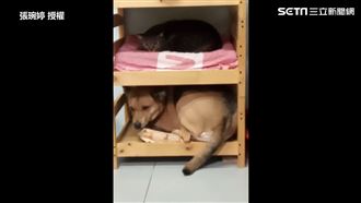 貓造反霸佔狗窩 大狗委屈硬擠貓床