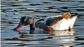 南台灣久旱不雨，河川水位下降，109年底以來有些水域發生水鳥或黑面琵鷺死亡意外，疑和水質不佳有關；不過高屏溪口近半個月來還有有著「最美鴨子」之稱的美鳧現蹤，讓關切生態的民間社團感到十分高興。（林園愛鄉協會提供）中央社記者王淑芬傳真 110年2月21日