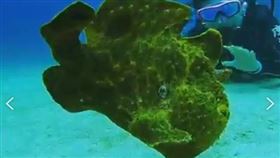 躄魚,綠島（圖／潛水教練蝦卷提供）