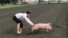 大年初一，崙背分駐所，抓小豬