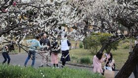 日本賞花文化獨特 奈良時代以賞梅為主流日本東京鐵塔旁的芝公園有一片被稱為「銀世界」的梅園，近日春暖花開，吸引許多遊客前來。中央社記者楊明珠東京攝 110年2月22日