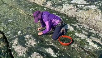 石蓴天氣熱量減　收購價翻2倍