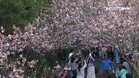 捷運賞櫻花18