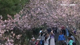 城市微賞櫻　搭捷運公車探訪都市祕境