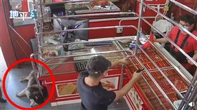 泰國,搶劫,銀樓,寵物,哈士奇（圖／翻攝自燃新聞視頻）