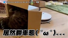 喵星人爽坐掃地機器人奔馳　迴轉秒翻車畫面吸萬網朝聖