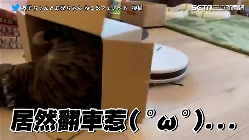 爽坐掃地機器人　喵喵下秒翻車笑翻網