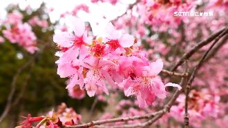 228連假先雨後晴　賞花名點報你知