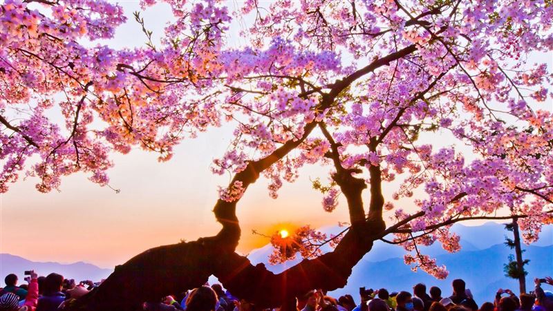 花都開好了！全台「5大賞花景點」曝