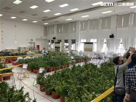 大麻,嘉義,毒品