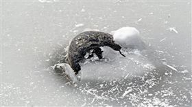 冰凍的河面中出現一顆顆黑到發亮的「詭異石頭」。（圖／翻攝自俄克拉何馬州野生動物局臉書）