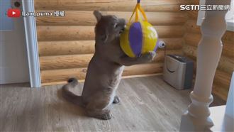主人送球美洲獅玩瘋　呆萌狂被回K頭