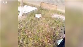 爸媽不在家！5歲女童「抱狗墜13樓」　愛犬成肉墊當場亡（圖／翻攝自頭條新聞微博）