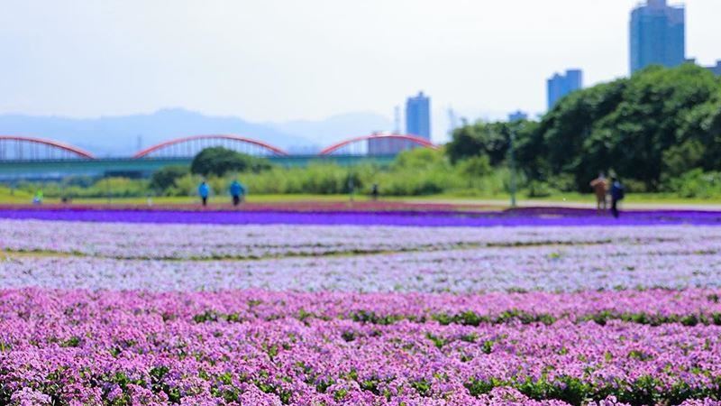 媲美日本富良野！紫色花海現身古亭
