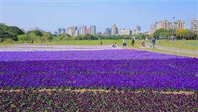 古亭河濱公園浪漫紫色花海。(圖／台北市水利處提供）

