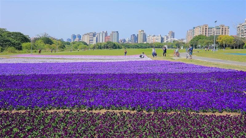 最美「紫爆」來襲！古亭花海成打卡點