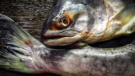 冷凍魚。(圖/Pixabay)