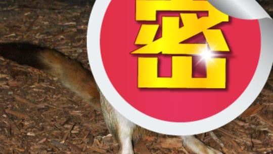 皮卡丘真存在！全身「放紅光」畫面曝