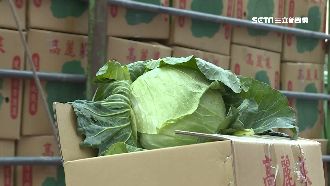 摘星料理到街頭小吃　高麗菜變化多！