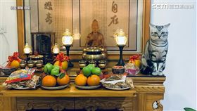 ▲認真神情坐挺挺不亂動「扮演虎爺」。（圖／網友 戴敏 授權）