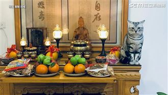 虎爺降世直挺坐神桌　網友笑：無違和