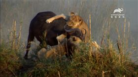 動物星球頻道推出新節目《大貓面對面》，一探各種兇猛又迷人的大型貓科動物（圖／動物星球頻道提供）