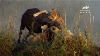 直擊公獅母獅齊打獵！大戰水牛誰能活