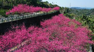 連假上阿里山走台18線 避免塞車