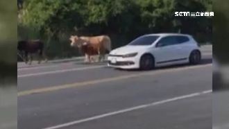 母牛跳車帶小牛趴趴走　飼主挨罰1萬