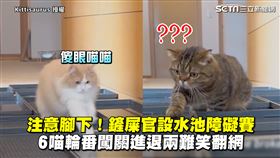 注意腳下！鏟屎官設水池障礙賽　6喵輪番闖關進退兩難笑翻網