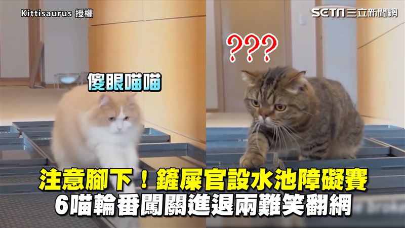 鏟屎官設水池障礙　6喵進退兩難萌爆